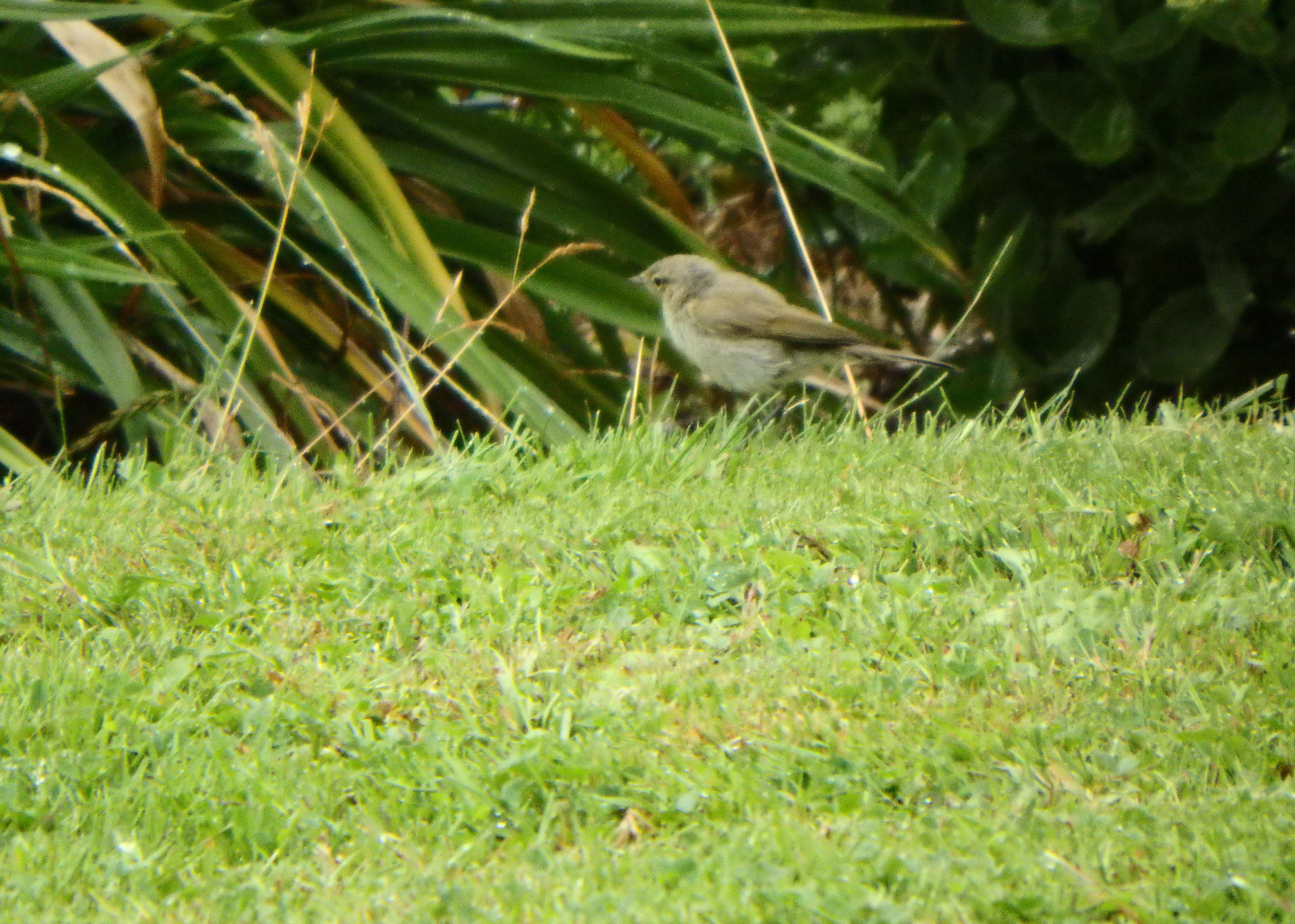 is dit een grauwe vliegen vanger ???